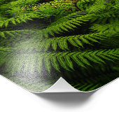 Fern Leaves Portrait Foto Afdruk (Hoek)