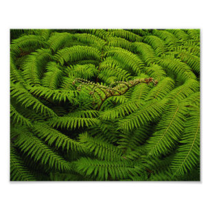 Fern Leaves Portrait Foto Afdruk