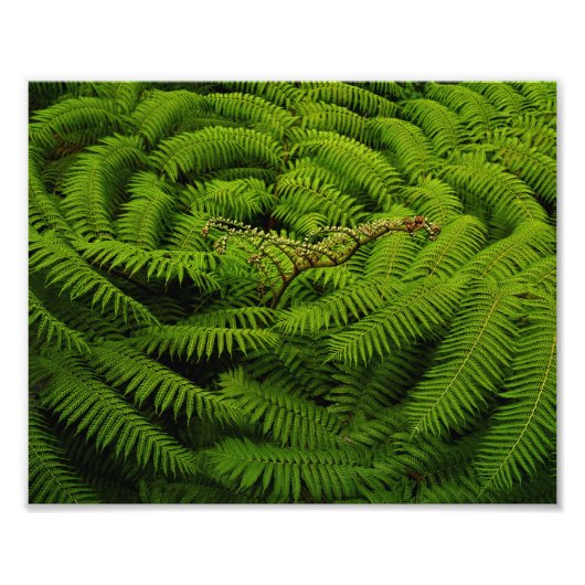 Fern Leaves Portrait Foto Afdruk (Voorkant)
