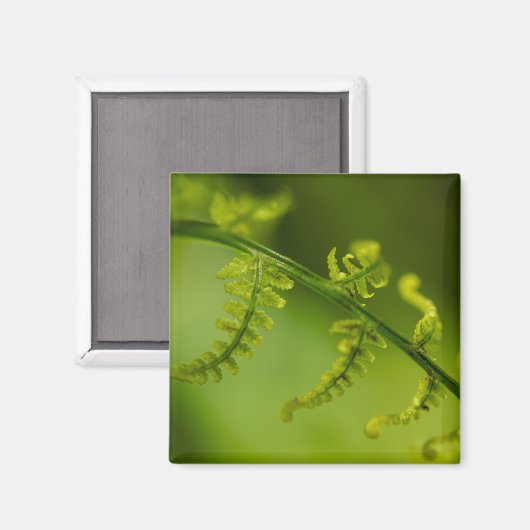 Fern Magnet (Voorkant / Achterkant)