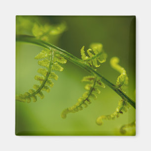 Fern Magnet