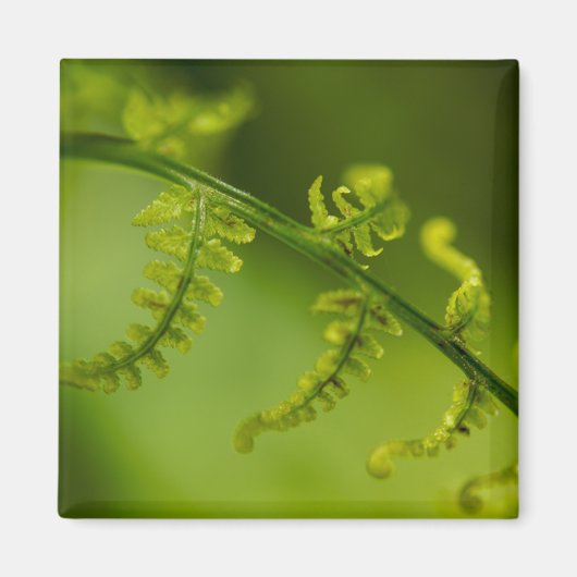 Fern Magnet (Voorkant)