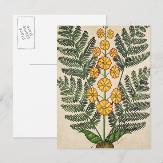 Fern met gele bloemen briefkaart (Voorkant / Achterkant)
