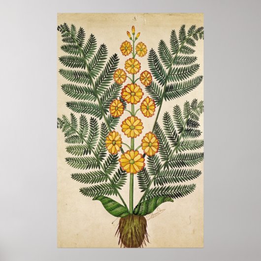 Fern met gele bloemen poster (Voorkant)