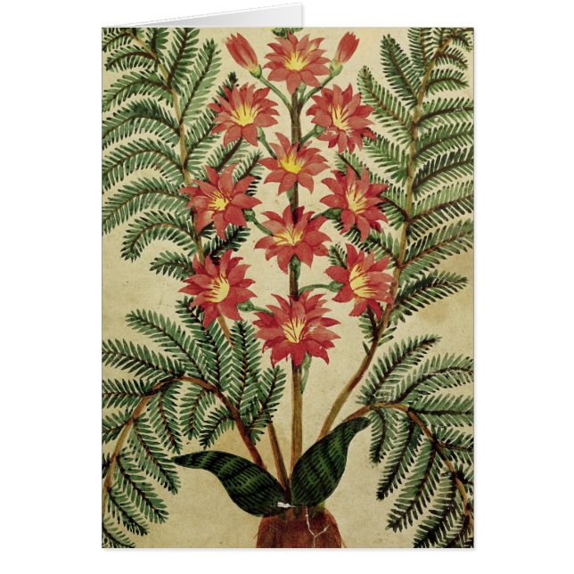 Fern met rode en gele bloemen (Voorkant)