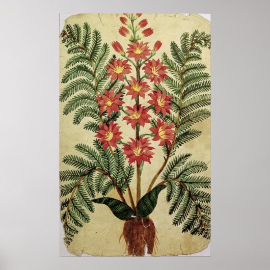 Fern met rode en gele bloemen poster (Voorkant)