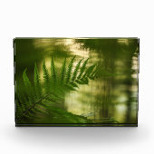 Fern Natuur Foto (Voorkant)