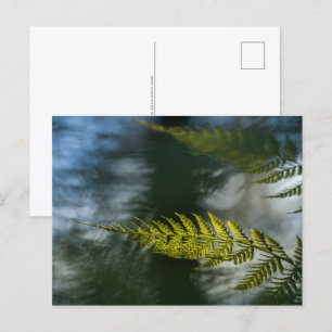 Fern Natuur Foto Briefkaart