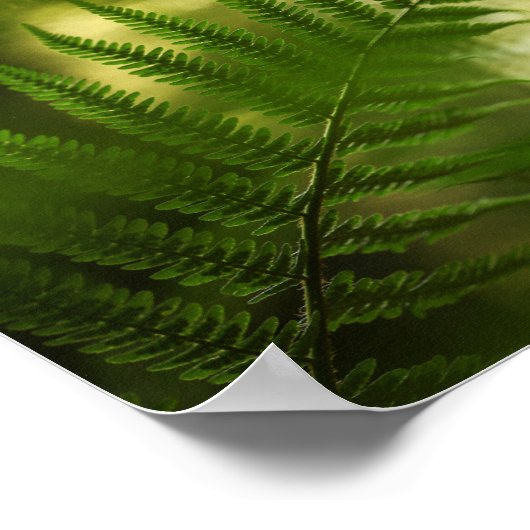 Fern Natuur Foto Poster (Hoek)