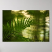 Fern Natuur Foto Poster (Voorkant)