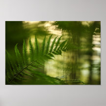 Fern Natuur Foto
