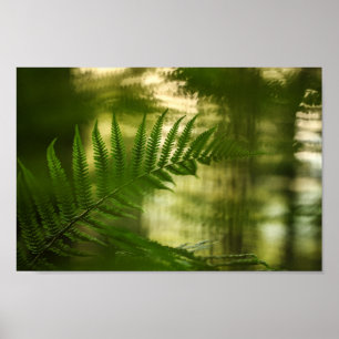 Fern Natuur Foto Poster