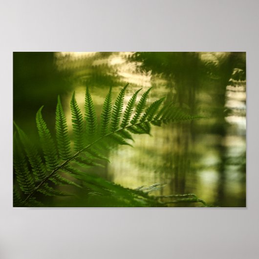 Fern Natuur Foto Poster (Voorkant)