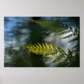 Fern Natuur Foto Poster (Voorkant)
