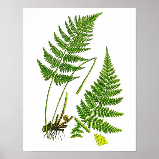 Fern No 10 Home Decor Print (Voorkant)