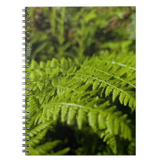 fern notitieboek