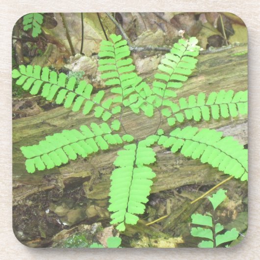 Fern Onderzetter (Voorkant)