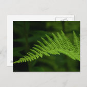 Fern P6597 Briefkaart (Voorkant / Achterkant)