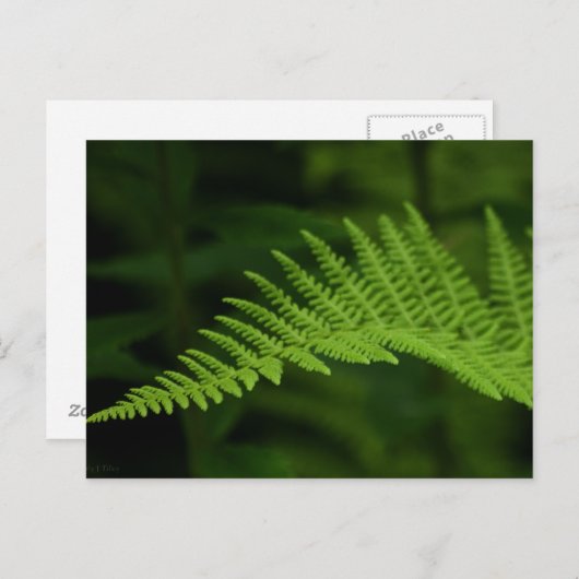 Fern P6597 Briefkaart (Voorkant / Achterkant)