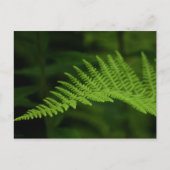 Fern P6597 Briefkaart (Voorkant)