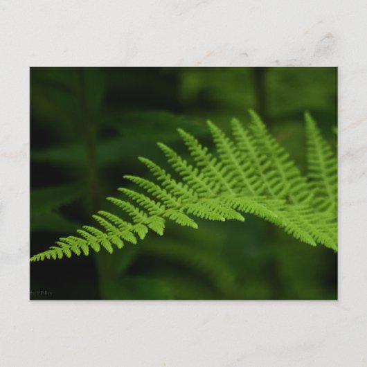 Fern P6597 Briefkaart (Voorkant)