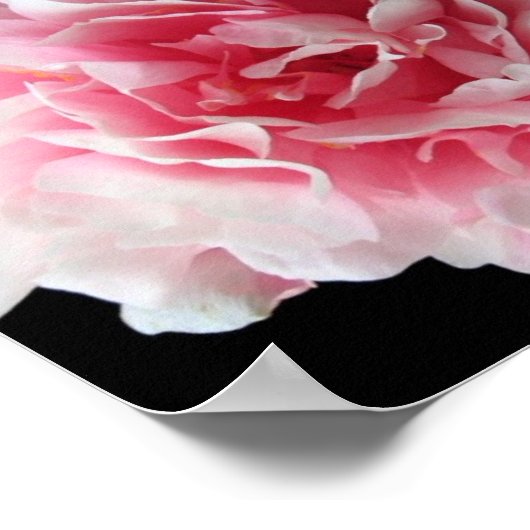 Fern Peony Poster Print (Hoek)