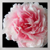 Fern Peony Poster Print (Voorkant)