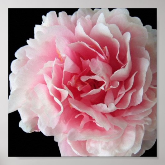 Fern Peony Poster Print (Voorkant)