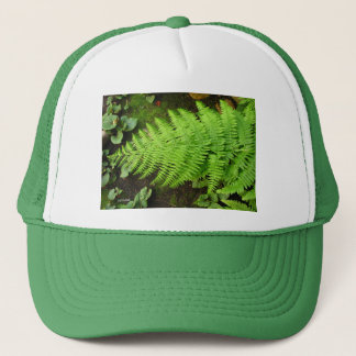 Fern Pet