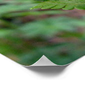 Fern Poster (Hoek)