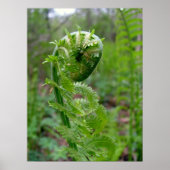 Fern Poster (Voorkant)