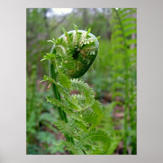 Fern Poster (Voorkant)