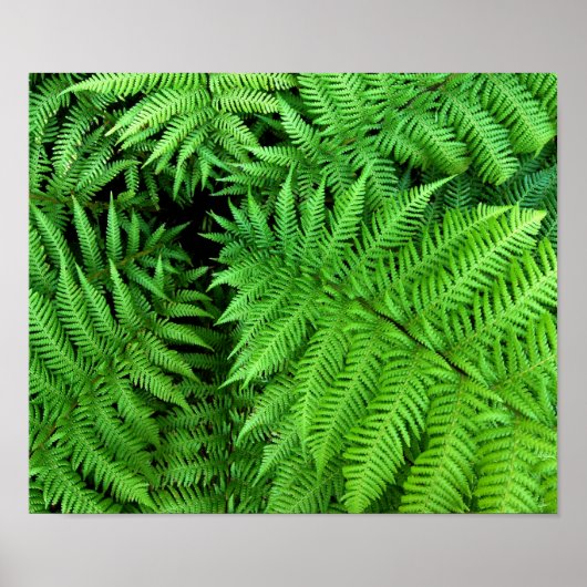 Fern Poster (Voorkant)