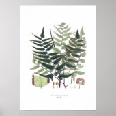 Fern Poster (Voorkant)