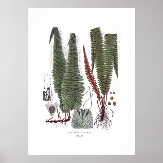 Fern Poster (Voorkant)
