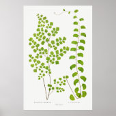 Fern Poster (Voorkant)