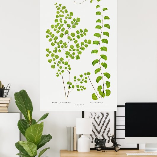 Fern Poster (Thuiskantoor)