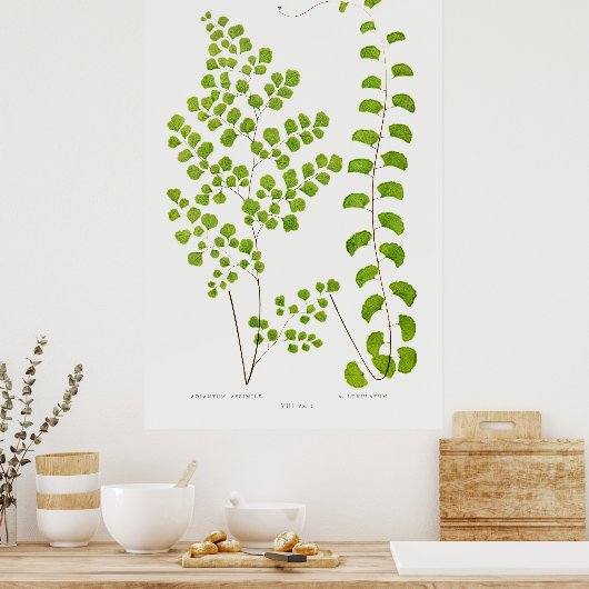 Fern Poster (Keuken)