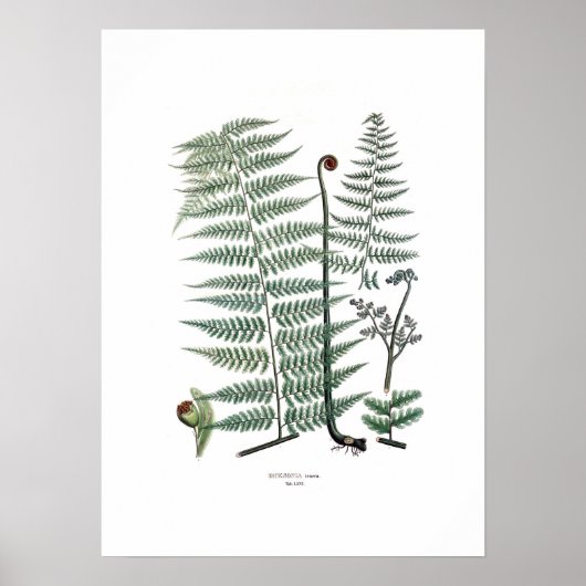 Fern Poster (Voorkant)