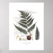Fern Poster (Voorkant)