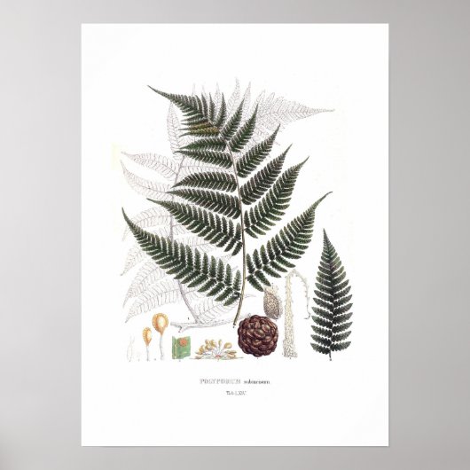 Fern Poster (Voorkant)