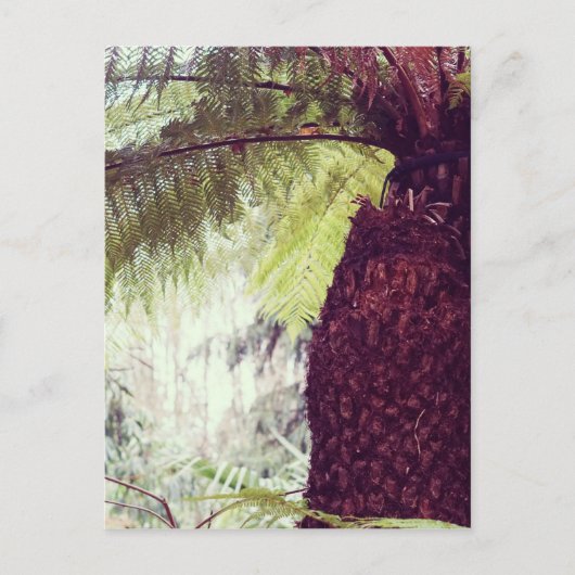 Fern Rainforest Briefkaart (Voorkant)