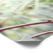 Fern Rainforest Poster (Hoek)