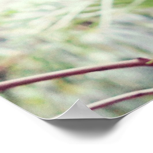 Fern Rainforest Poster (Hoek)