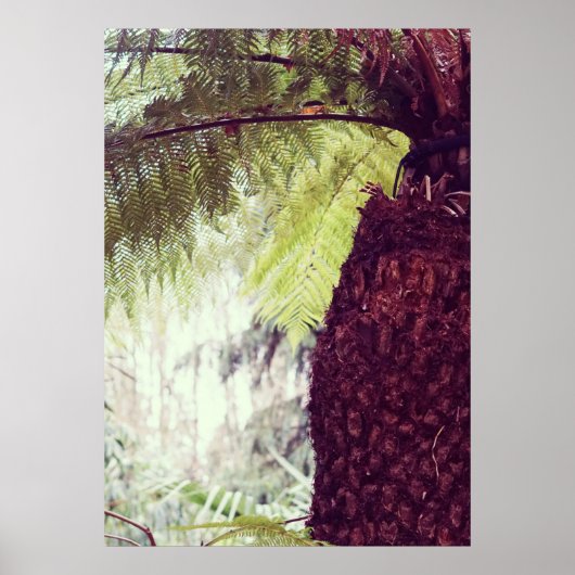 Fern Rainforest Poster (Voorkant)