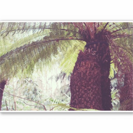 Fern Rainforest Sticker (Voorkant)