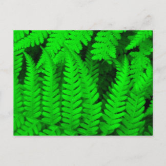 fern_tree briefkaart