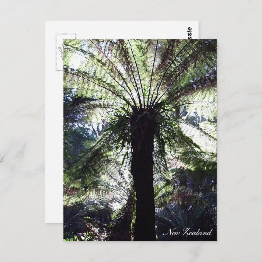 Fern Tree, Nieuw-Zeeland, inheemse Natuur Briefkaart (Voorkant / Achterkant)