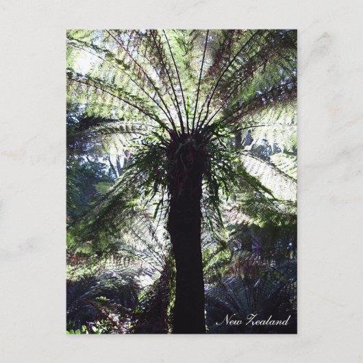 Fern Tree, Nieuw-Zeeland, inheemse Natuur Briefkaart (Voorkant)