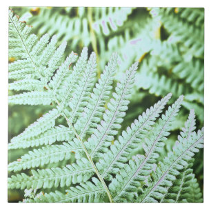 Fern Tropical Green Leaves Plant Woodland Foliage Tegeltje